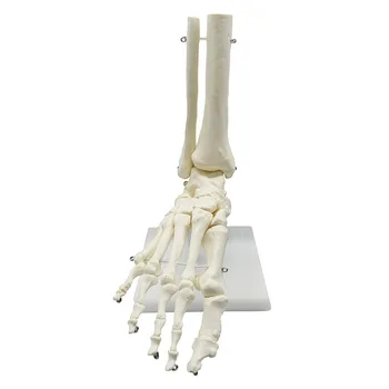 Анатомическая модель скелета стопы человека в натуральную величину 1: 1, учебные материалы по медицине, прямая поставка