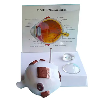 Медицинская образовательная модель нормального глазного яблока из ПВХ, медицинская анатомическая модель