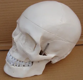 модель черепа взрослого человека в натуральную величину 1:1, для медицинского использования, бесплатная доставка